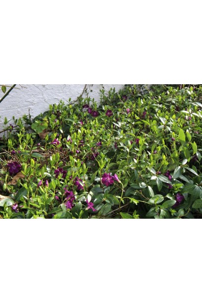 Барвінок малий Атропурпуреа посадка